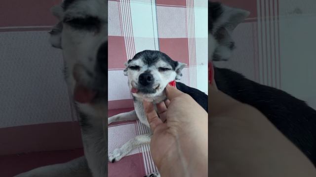 Комочек шерсти смотреть онлайн