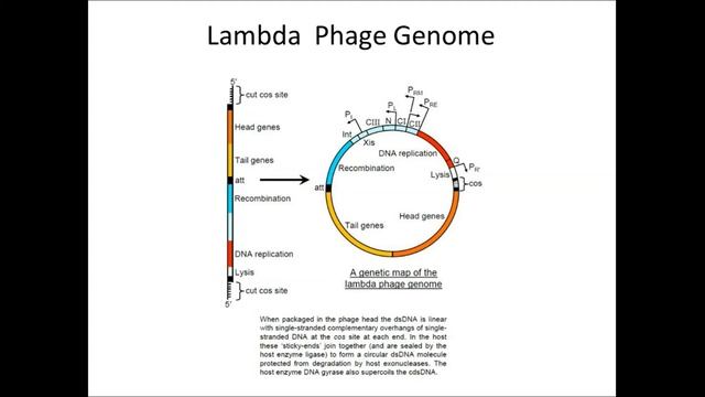 cosmids смотреть онлайн