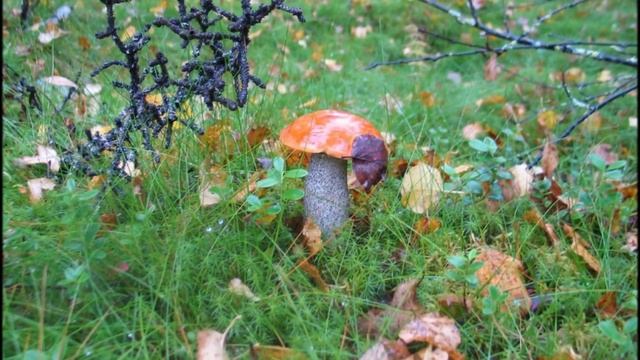 Интинская красота