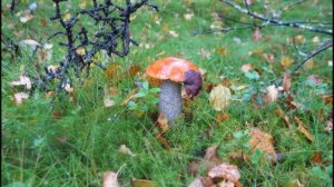 Интинская красота