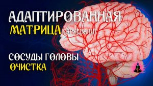 Очистка сосудов головы  🌀 Адаптированная программа матрица по технологии Гаряева ☀️ SoftRadio.ru
