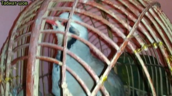 Хониши Кабки Маст Keklik Куропатка که و