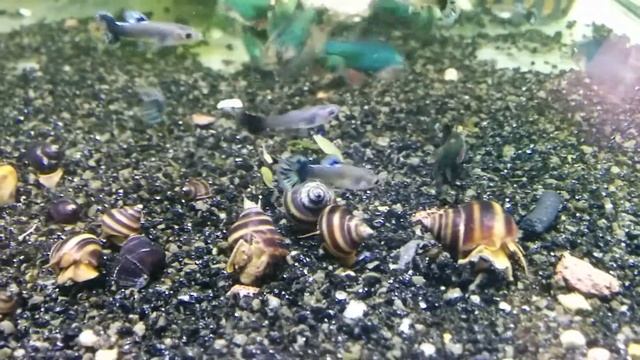 Улитка Тайя Пианино TAIA NATICOIDES смотреть онлайн