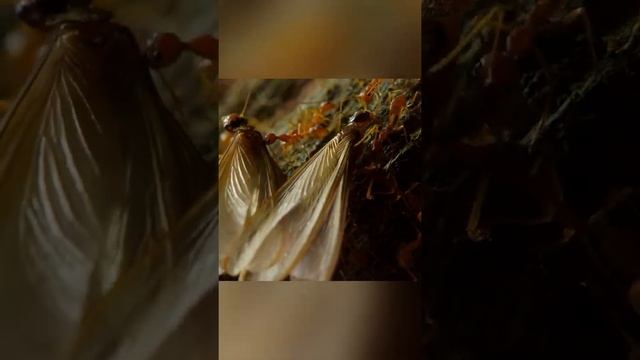 Муравей или паук? Что с ним не так? смотреть онлайн