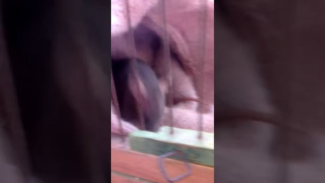 Моя ручная крыса🐀🐁🐭 смотреть онлайн