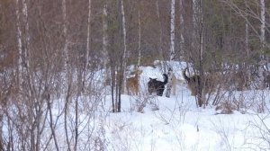 "Собачья свадьба ."