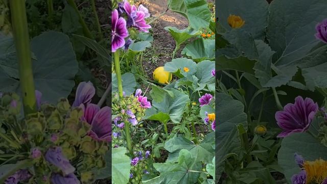 Вот так самосев! смотреть онлайн