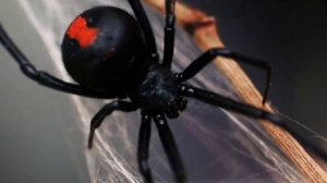 Ядовитые пауки. Все про пауков
