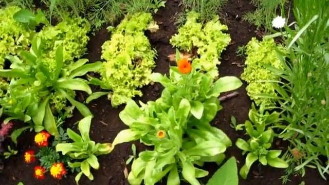 Dacha2010July.avi смотреть онлайн