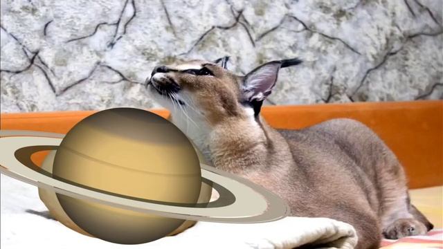 Большой Кот Шлепа рассказывает про сакральную силу пельменей смотреть онлайн