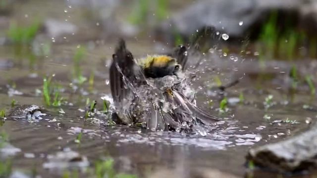 Fire-Fronted Serin | Kashmir | In The Pool смотреть онлайн