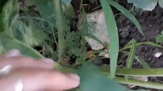 Первая важная подкормка кабачков для большого урожая. Плодоношение будет таким, что забудете про вс смотреть онлайн