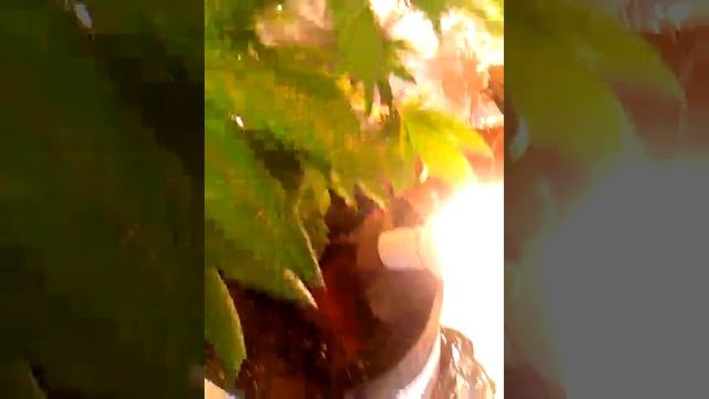 Pollination (cali connection mix pac seed смотреть онлайн