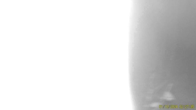 Вольные олени в Керженском заповеднике.