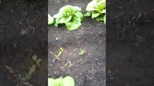 Пекиныски капустые смотреть онлайн