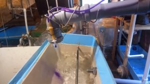 Разведение стерляди  в домашнем УЗВ. Инкубация икры.