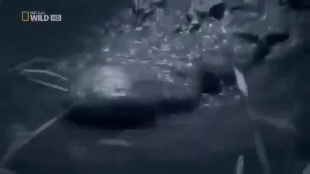 |Das GEFÄHRLICHSTE TIER DER WELT|Austra смотреть онлайн