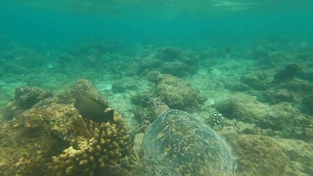 Underwater World, Maldives Snorkelling Experience In OBLU