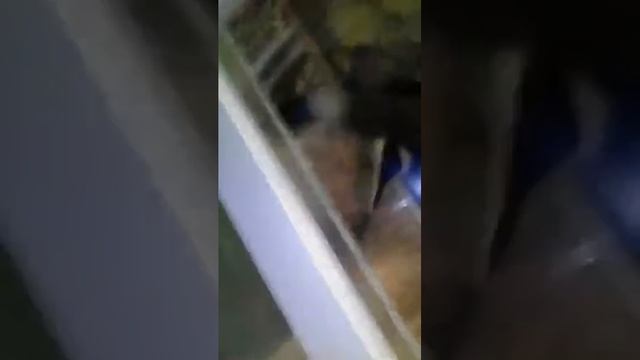 Атака крокодила смотреть онлайн