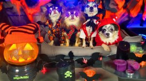 Хэллоуин начался! Вызываем духа и наряжаем питомцев 🎃😱