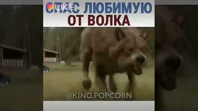 Спас любимую от волка смотреть онлайн