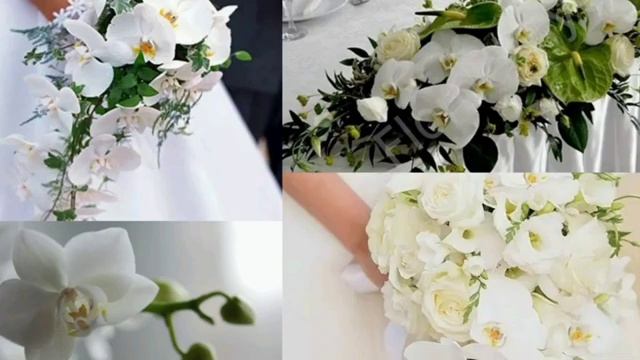 Видение в Духе: Цветок белой орхидеи как символ невесты Иисуса Христа🕊✨