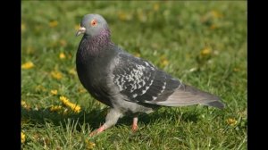 Собака съела голубя!