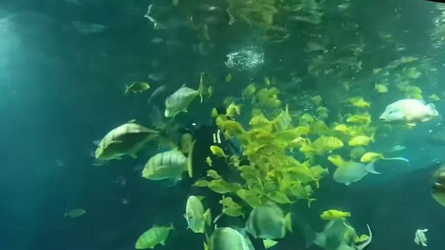 Адлер смотреть онлайн