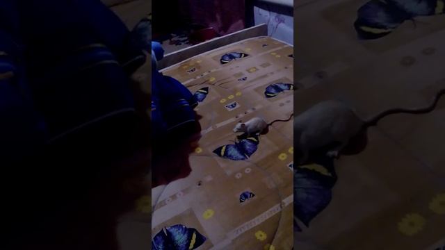 Крыса покушается на собаку смотреть онлайн