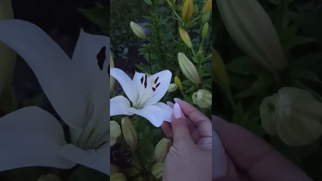 Разлука....... смотреть онлайн