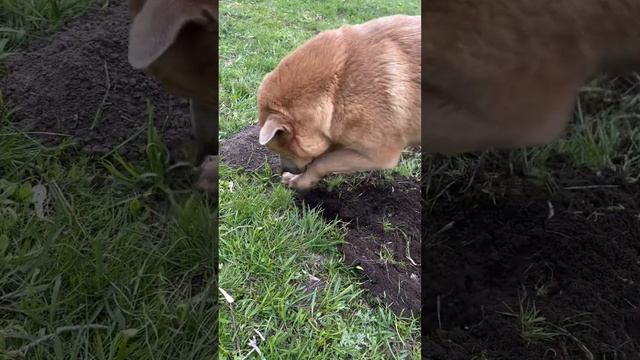 Собака охотится на кротов и мышей смотреть онлайн