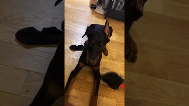 Puppy dinner manners. #puppytraining #dobermanpinscher #dobermans_of_tiktok #dobermanpuppy #k9 ... смотреть онлайн