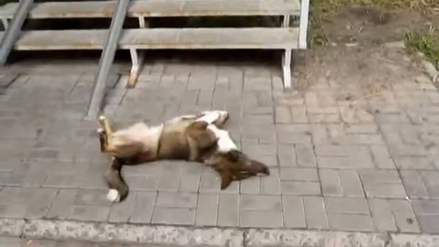 Сучка у аптеки смотреть онлайн