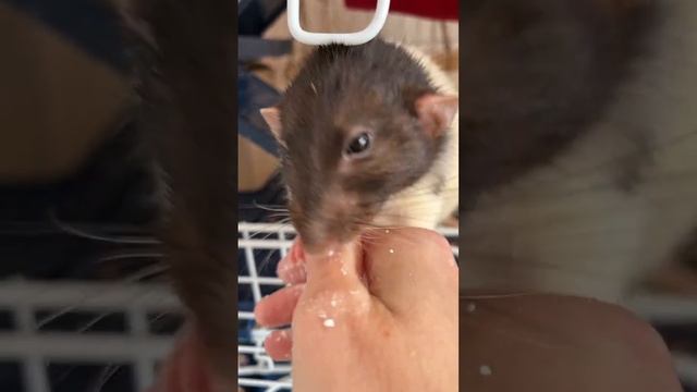 Лизун Емельян. #крысы #rat #animal #животные смотреть онлайн