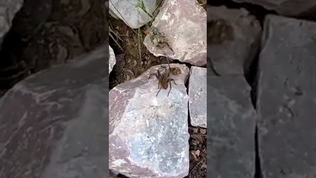 Encontrei uma aranha смотреть онлайн