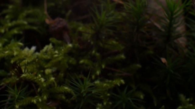 ИИсус Для упавших духом и разочарованных смотреть онлайн