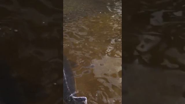 Белуга весом более 100кг! смотреть онлайн