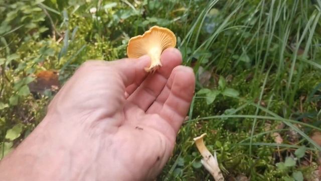 Собираю полезные грибы лисички смотреть онлайн