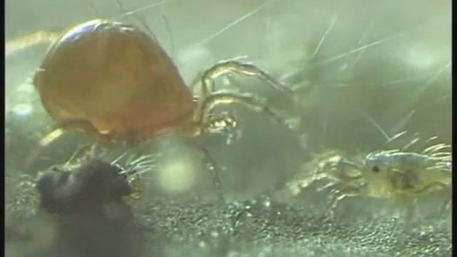 Phytoseiulus Persimilis