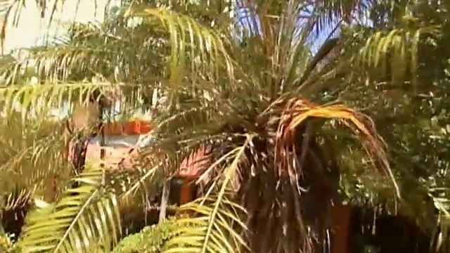 SUNBEACH HOTEL, VARADERO, CUBA (OCTOBER 2010) 10 смотреть онлайн