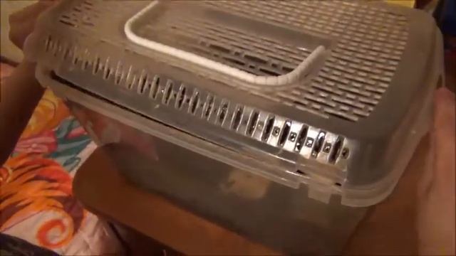 Мои питомцы. У меня появились улитки смотреть онлайн