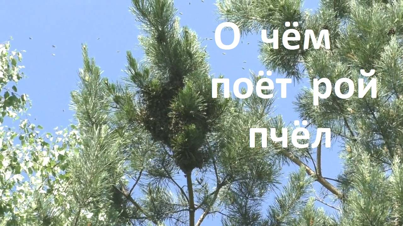 Певчий пчелиный рой, кто он смотреть онлайн