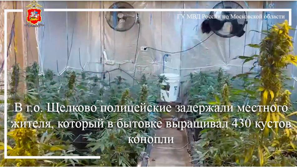 В г.о. Щелково полицейские задержали местного жителя, который в бытовке выращивал 430 кустов конопли смотреть онлайн