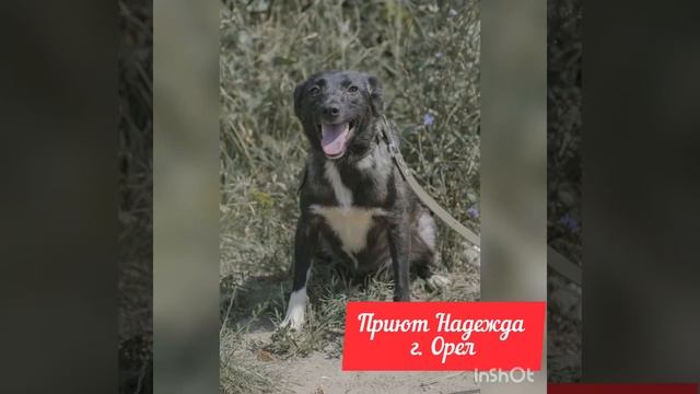 Фотосессия собак Приют Надежда г. Орел смотреть онлайн