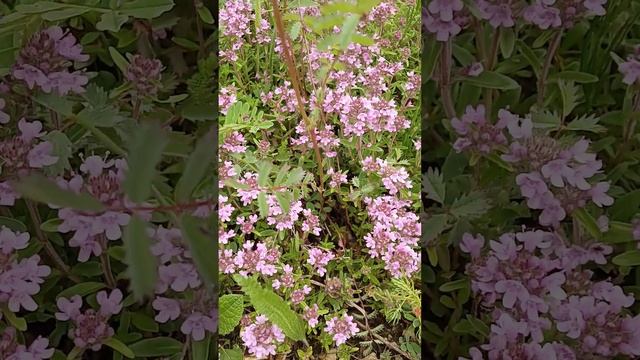 Macierzanka piaskowa (Thymus serpyllum). смотреть онлайн