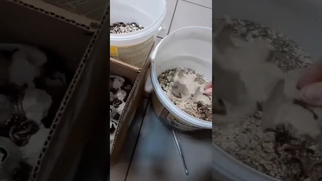 Живой корм для рептилий смотреть онлайн