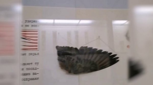 Просто о сложном 2024_1 (Принцип Бернулли)