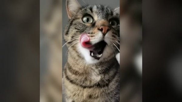 Мы в ВК https://vk.com/life_of_cats