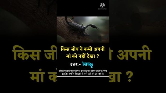 scorpion never seen their mother смотреть онлайн