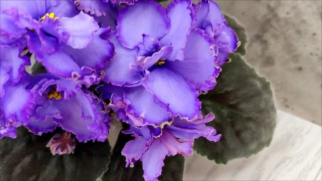 Фиалка Blue Dragon